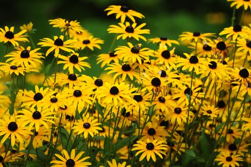 5 Bunga Berwarna Kuning yang Dapat Ditanam di Taman Rumah