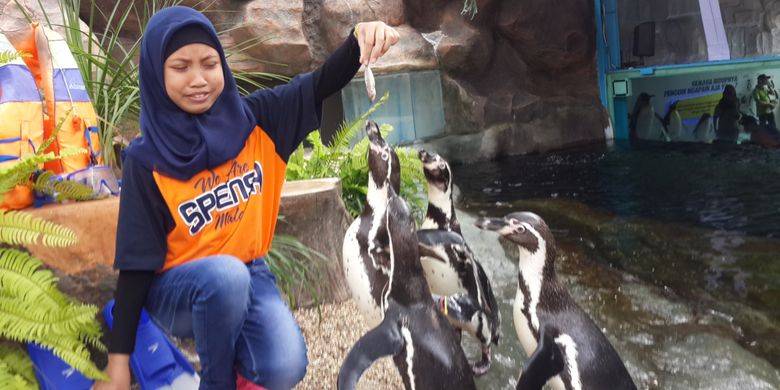 Salah satu pengunjung saat memberi makan penguin di Eco Green Park, Kota Batu, Rabu (25/4/2018).