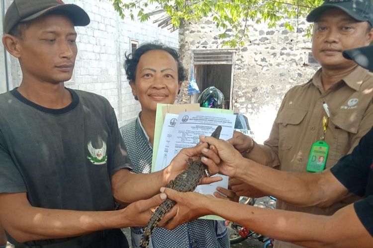 Petugas BBKSDa Jatim mengeakuasi anak buaya muara di Plosoklaten, Kabupaten Kediri, Jawa Timur, Selasa (27/2/2024).