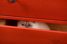 Ragam Penyebab Kucing Bersembunyi dari Pemiliknya