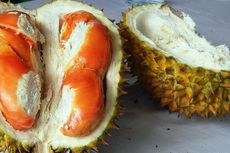 Ekspor ke Singapura, Durian Merah Banyuwangi Dibanderol Rp 400.000 Per Dua Kilogram