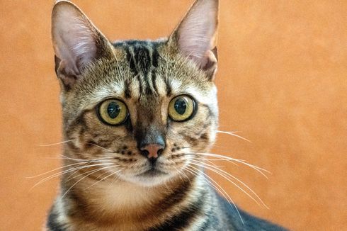 Suntik KB pada Kucing Disebut Bisa Picu Kanker, Benarkah?