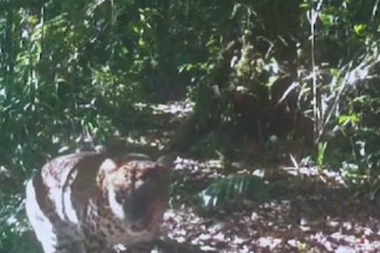 Dua ekor macan Tutul tertangkap kamera pengintai tengah melenggang di jalan setapak di kawasan TNGGP Jawa Barat.
