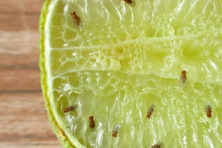 Ilustrasi lalat buah.