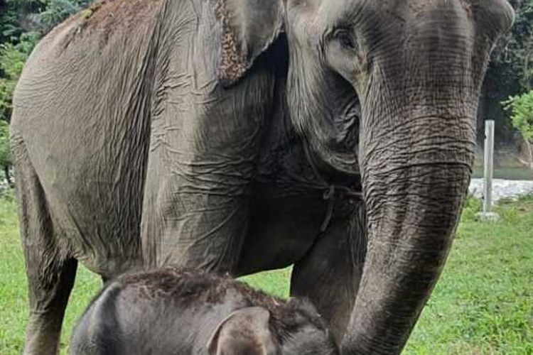 Gajah Sari bersama dengan anaknya yang kedua yang lahir pada Senin (1/2/2021) pagi.