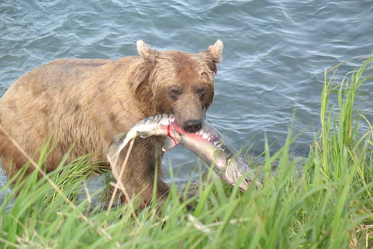 Contoh interaksi predasi antara beruang dan ikan