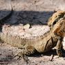 Suhu di Florida AS Sangat Dingin, Iguana Berjatuhan dari Pohon