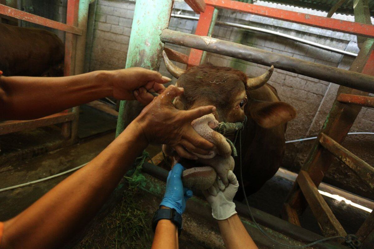 Pemerintah Kabupaten Bandung menggelar program vaksinasi PMK di Kecamatan Pangalengan, Kabupaten Bandung, Jawa Barat. Pemerintah hanya menyiapkan sebanyak 500 dosis untuk tahap pertama, vaksin di datangkan dari Perancis yang disalurkan lewat Pemerintah Provinsi Jawa Barat.