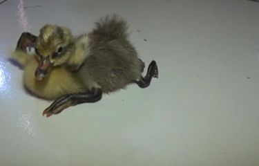 Unik Bebek Yang Baru Menetas Ini Berkaki Empat Halaman All Kompas Com