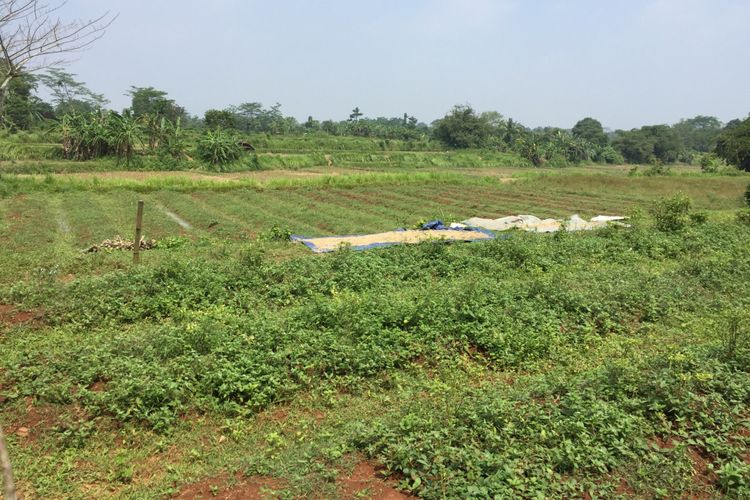 Proyek Sentra Ketahanan Pangan DKI di Ciangir, Disiapkan Lahan 15 Hektare