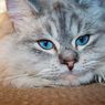 Fakta-fakta tentang Kucing Bermata Biru