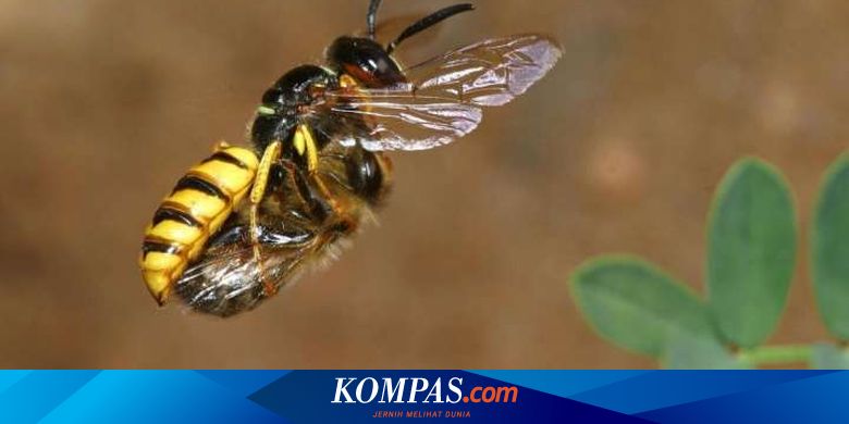 Mengapa Lebah Madu Mati Setelah Menyengat?