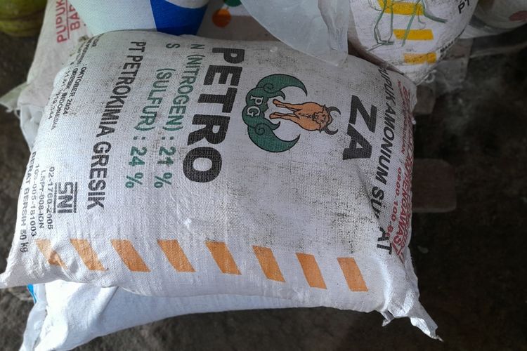 Ilustrasi pupuk ZA. 