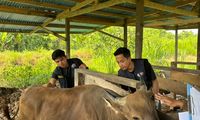 Layanan Kesehatan Ternak Masih Minim, Ratusan Sapi di Manokwari Terserang Parasit 