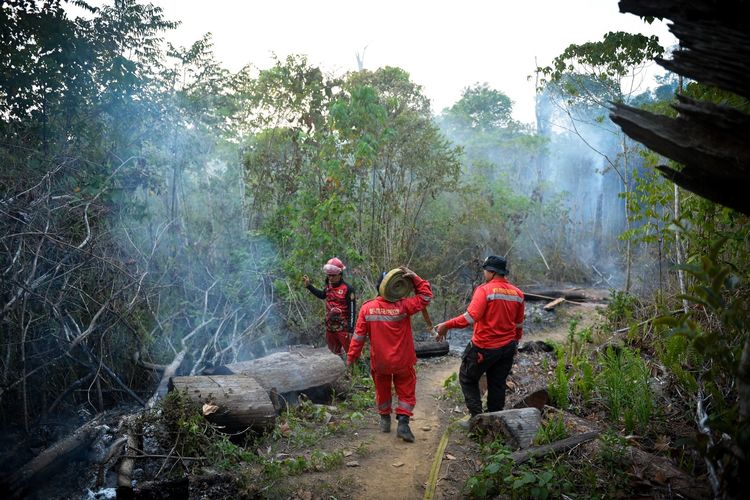 Kebakaran Hutan di Berau Dekati Pusat Rehabilitasi Orangutan, Abu Sempat Masuk Kandang
