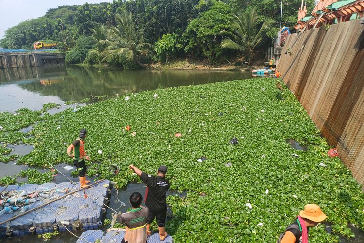Eceng Gondok Menguasai Waduk Pluit, Sinyal Bahaya dari Limbah Domestik