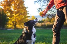 10 Tips Sederhana dalam Melatih Anjing Peliharaan Anda