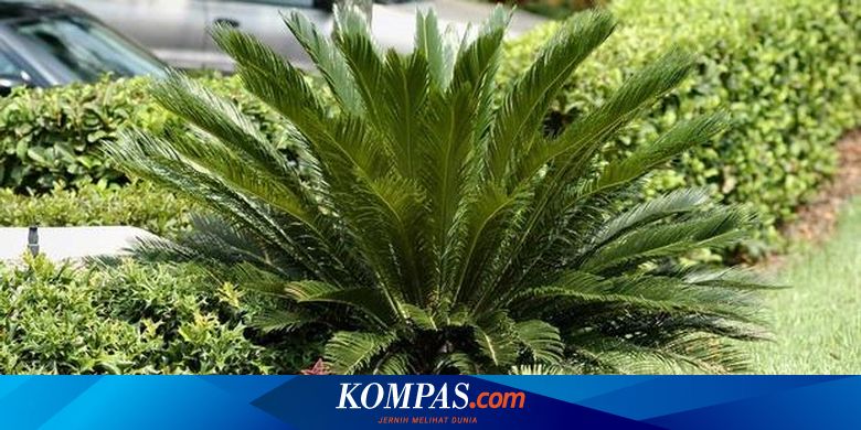 Nih Beberapa Tanaman Hias Yang Cepat Tumbuh