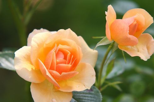 7 Bunga Cantik yang Bisa Ditanam di Halaman Rumah