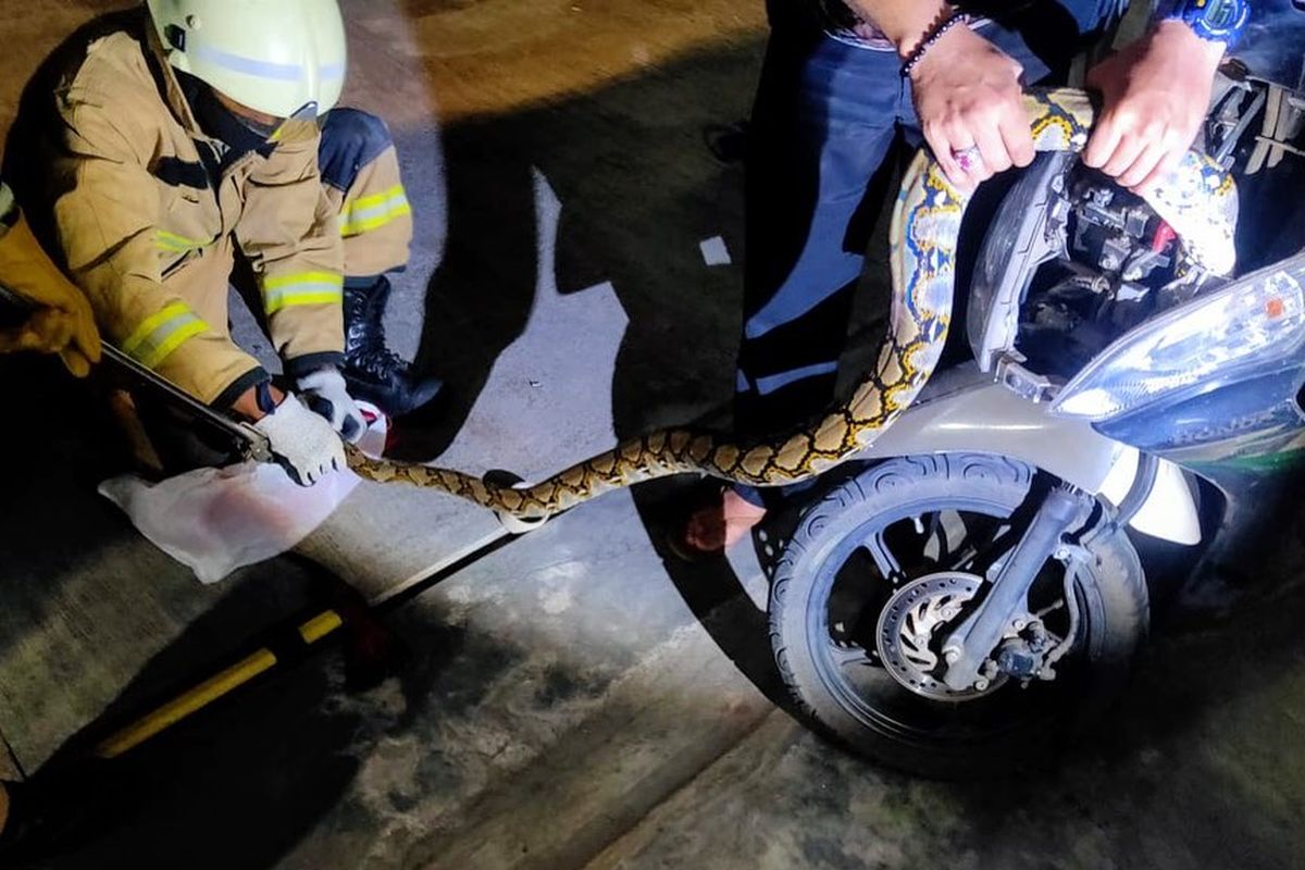 Petugas #DamkarDKI Seekor ular (jenis Sanca Batik) dgn panjang -/+ 2 meter di evakuasi dari dalam ?body? motor di Jl. Tebet Timur Raya, RT 5/8 Kel. Tebet Timur, Kec. Tebet, Jaksel. Penanganan mulai pkl. 03.10 s/d 03.25 semalam (27/3/2021).