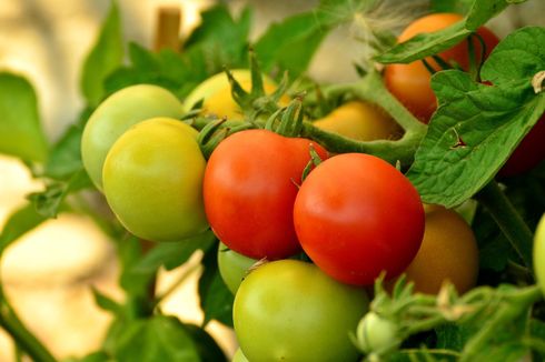 Cara Menanam Tomat dari Biji Kering, Cocok untuk Pemula