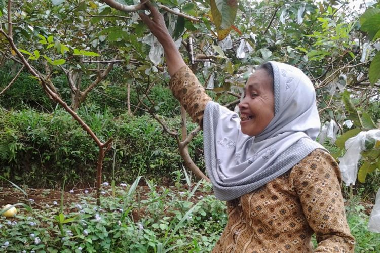 Petani jambu merah Sukorejo kendal, Mufarokat.