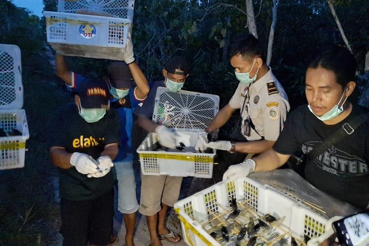 Petugas saat melepasliarkan burung Kolibri di Desa Kurau, Bangka Tengah, Minggu (29/9/2019).