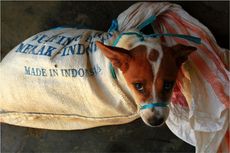 Warung Daging Anjing Harus Tutup, Pino Ganti Jualan Wedang Ronde...