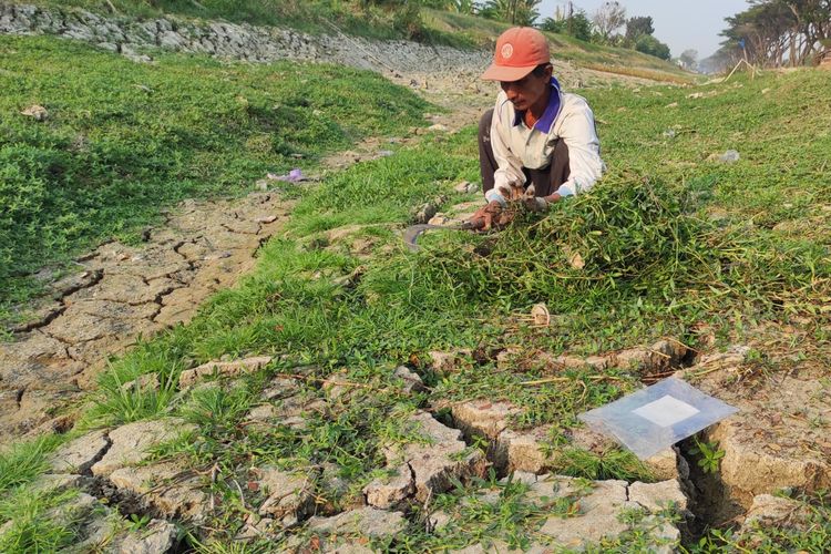 Kemarau di Demak, Sungai Mengering dan Retak-retak Ditumbuhi Rumput: Berkah bagi Peternak 