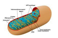 Organel dengan Sistem Membran Rangkap