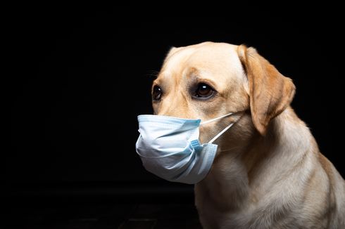 [POPULER SAINS] Ditemukan Virus Corona Baru di Malaysia, dari Anjing | Flu Burung Menyebar di 46 Negara