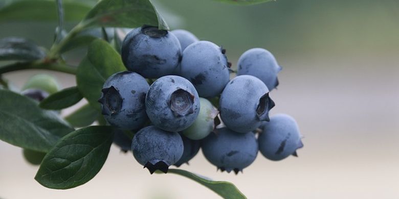 Ilustrasi blueberry, buah yang aman dikonsumsi penderita enyakit ginjal.