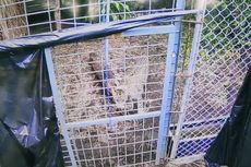 Balai Taman Nasional Gunung Ciremai Lepasliarkan Macan Tutul Betina