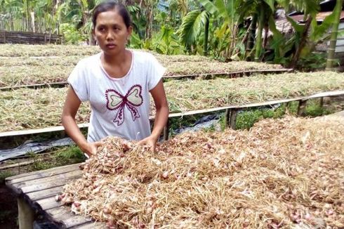 Penantian Jarni, Petani Bawang di Kawasan Transmigrasi...