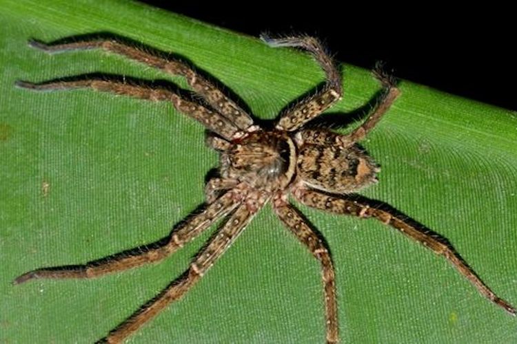 Kalahkan 257 Spesies, Laba-laba Ini Lari Nyaris 4 Meter per Detik