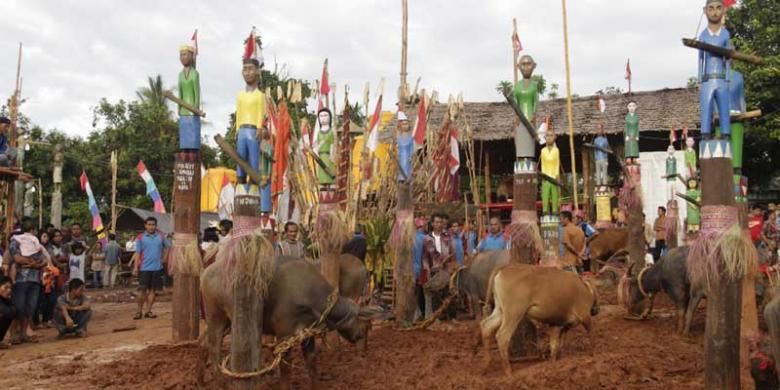 Kerbau dan sapi dalam upacara tiwah di Desa Parit, Kecamatan Cempaga Hulu, Kabupaten Kotawaringin Timur, Kalimantan Tengah, Rabu (27/11/2013). 