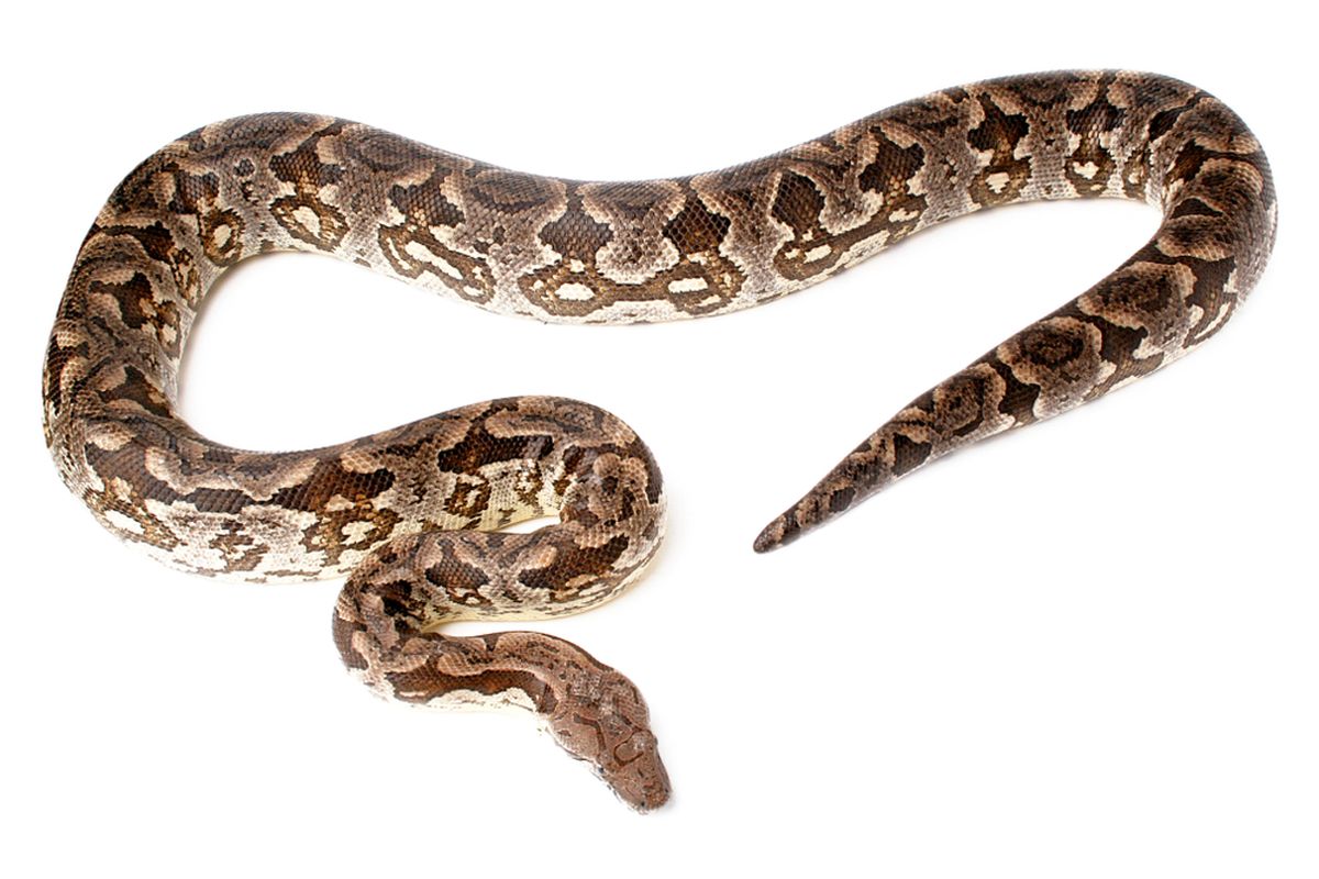 Ilustrasi ular sanca kembang (Malayopython reticulatus)