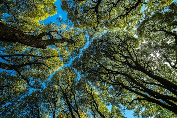 Ilustrasi fenomena Crown Shyness, ketika pucuk-pucuk pohon tidak saling bersentuhan satu sama lain. Fenomena ini dapat diamati di hutan-hutan tropis dengan pepohonan rimbun, yang menampilkan pemandangan kanopi hutan yang unik saat menengadah ke atas.