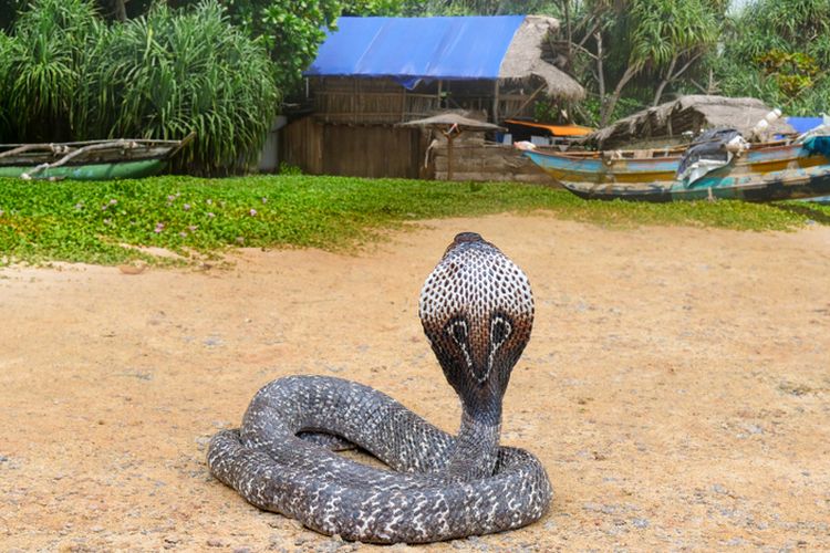 Ilustrasi king cobra