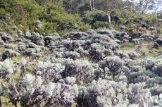 Embun Es Mulai Turun di Alun-alun Suryakencana Gunung Gede Pangrango