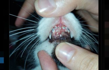 Tangkapan layar unggahan disertai foto menyebut gigi kucing dibehel.