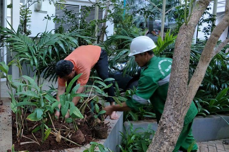 Petugas menanam bibit lengkuas di Balkot Farm di area Balai Kota DKI Jakarta. Foto diambil Jumat (12/7/2019).