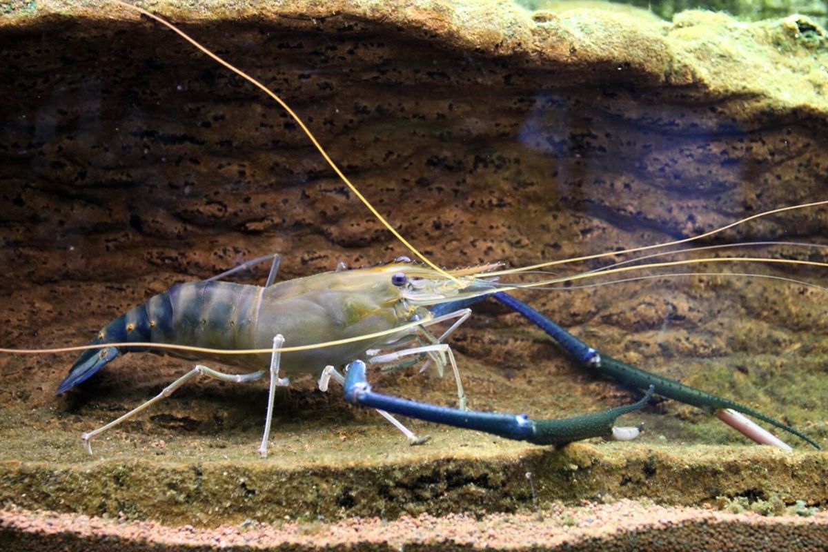 Udang Galah