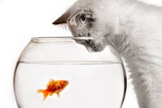 Alasan Kucing Menyukai Ikan padahal Mereka Membenci Air
