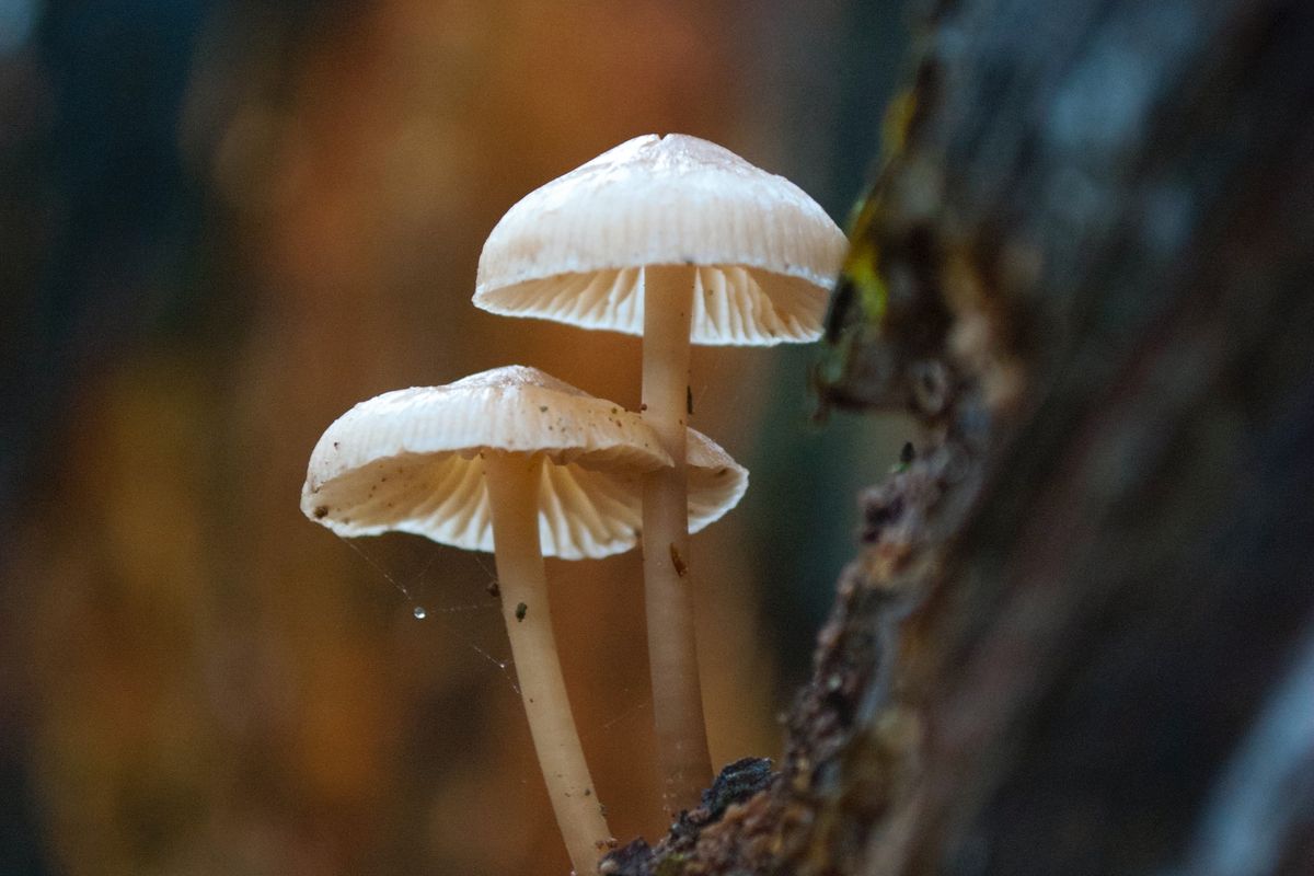 Jangan asal mengonsumsi jamur yang tumbuh liar di pekarangan atau di hutan-hutan.