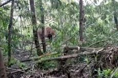 Animals Gone Wild: Two Wild Elephants Roam around Village in Indonesia’s Riau