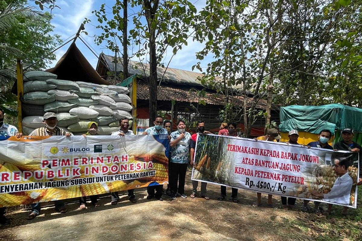 Bulog menyalurkan bantuan jagung bersubsidi dair pemerintah kepada peternak telur 