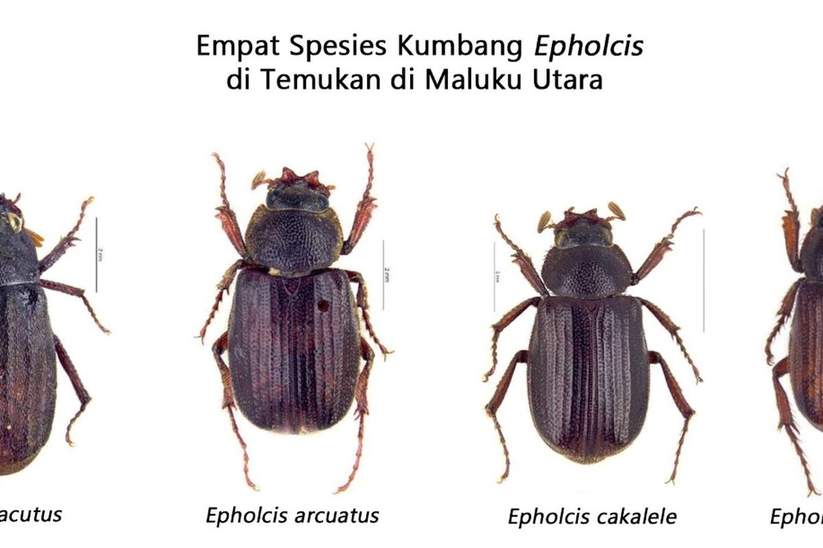 Kumbang baru tersebut berasal dari genus Epholcis.