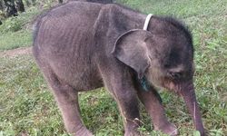 Jatuh Sakit Usai Terpisah dari Induk, Anak Gajah Yuni Akhirnya Tutup Usia