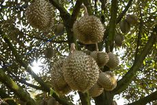 Gejala Batang Durian Terkena Kanker dan Cara Mengendalikannya